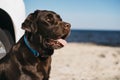 black dog having fun beach. High quality photo Royalty Free Stock Photo