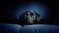 Black dog headshot hiding behind a sofa looking at camera with sadness and fear against dark blue minimal background, with copy Royalty Free Stock Photo