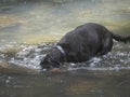 A black dog with his head under water