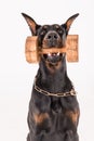 Black dog holding dumbbell with click training Royalty Free Stock Photo