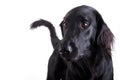 Black Dog Royalty Free Stock Photo