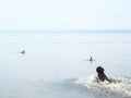 Dog hunting ducks in the river in summer day