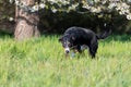 Black dog hunting in a meadow Royalty Free Stock Photo