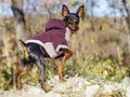 black dog in jacket stands in the forest on the rocks