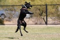 Black dog jumping in the air to catch a ball