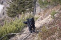 Black dog jumping over obstacle in nature