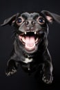 A black dog is jumping up and down, AI Royalty Free Stock Photo