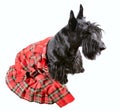 Black dog in kilt Royalty Free Stock Photo