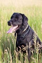 Black dog labrador