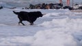 The black dog brings to the owner a stick found in the sea with waves and foam