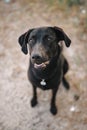 black dog labrador looking at the camera Royalty Free Stock Photo