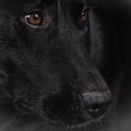 Black dog 164 labrador mixed breed Royalty Free Stock Photo