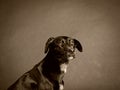 Black dog (59) Royalty Free Stock Photo