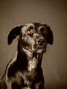 Black dog (58) Royalty Free Stock Photo