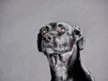 Black dog (91) Royalty Free Stock Photo