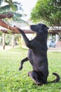 Black dog Labrador outdoor training process