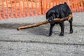 Black dog, Labrador retriever, carrying a big stick after fetching it out of the river Royalty Free Stock Photo