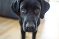 Black dog Labrador retriever closeup face with high contrast