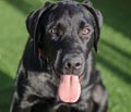 Black dog Labrador retriever closeup face and look, neutral background. beautiful fur, playful and expressive