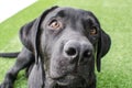 Black dog Labrador retriever closeup face and look, neutral background. beautiful fur, playful and expressive
