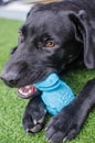 Black dog Labrador retriever closeup face playing with his toy giving intense looks