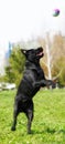 Black dog Labrador Retriever playing with ball in a city Park Royalty Free Stock Photo