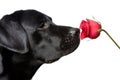 The black dog labrador smells a red rose