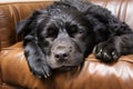 a black dog laying on a couch