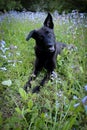 Black dog laying down in purple wild flowers