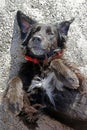 Black dog laying on the gound Royalty Free Stock Photo