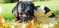 Black dog with a leaf autuum