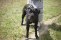 Black dog on leash. Owner with big dog. Dog on walk. Walking pet in park. Man and his friend with four paws