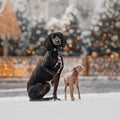 Black dog and little dog on snow in city