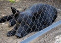 The black dog lives in the kennel. Very sad look of a dog. The dog behind the fence is lonely and homeless. Abandoned animal. Royalty Free Stock Photo