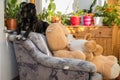 Black dog on living room chair Royalty Free Stock Photo