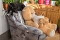 Black dog on living room chair Royalty Free Stock Photo