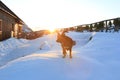 Black dog looking back to sunset in winter landscape Royalty Free Stock Photo