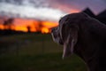 Black dog looking at the golden red sunset Royalty Free Stock Photo