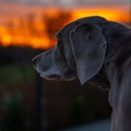 Black dog looking at the golden red sunset Royalty Free Stock Photo