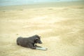 Black dog lying on the beach by the sea. Waiting for the owner to get lost alone