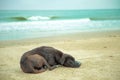 Black dog lying on the beach by the sea. Waiting for the owner to get lost alone