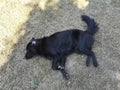 Black dog lying down on the ground