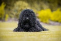 Black dog lying in the grass Royalty Free Stock Photo