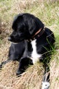 Black dog lying on the grass Royalty Free Stock Photo