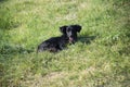 Black Dog Lying On Green Grass