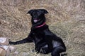 Black dog Royalty Free Stock Photo