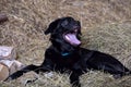 Black dog Royalty Free Stock Photo