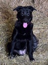 Black dog Royalty Free Stock Photo