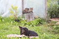 Black dog lying on the old rug on green grass and funny cat sitting on tree stump near the greenhouse in country yard Royalty Free Stock Photo