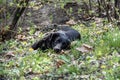 Black dog lying in a park surrounded by shrubs